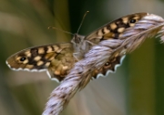Macro