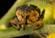 Macro